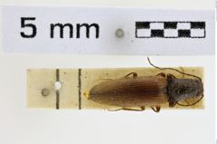 Foto (Dorsalansicht) von Hemicrepidius jactatus (NHMW-ZOO-COL-0008961)